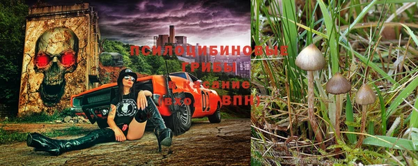 крисы Алзамай
